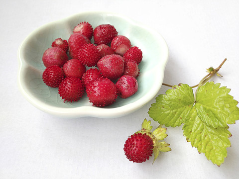 野草莓鲜果