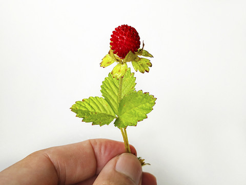 一株野草莓