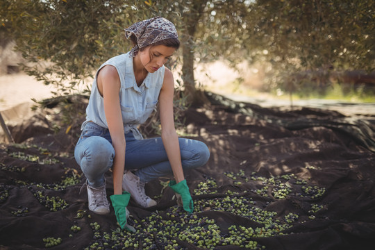 在农场收集橄榄的女人