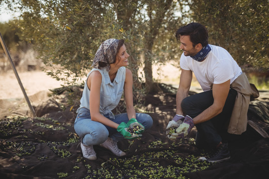 年轻夫妇在农场收集橄榄