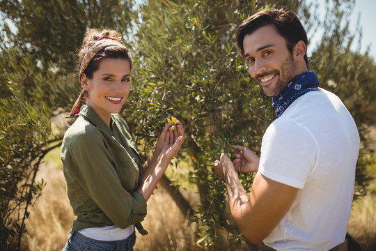 年轻夫妇在农场里抱着橄榄树