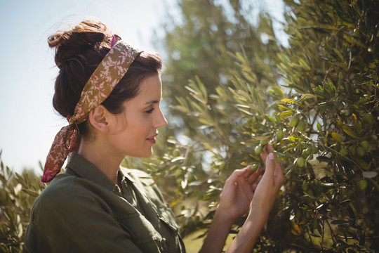 一个女人在农场里抱着橄榄树