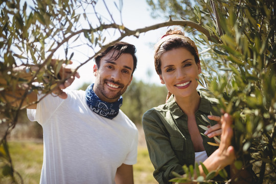 一对微笑的夫妇在农场抱着橄榄树