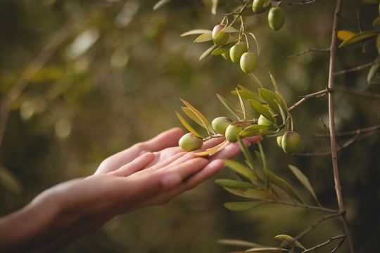女人在农场触摸橄榄树的手