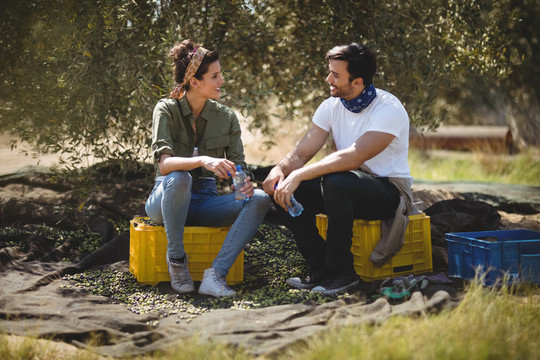 年轻夫妇坐在橄榄农场边聊天