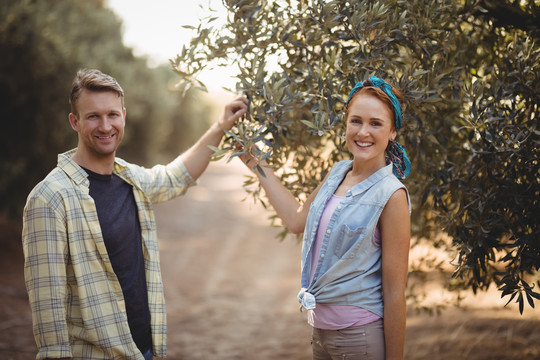 一对夫妇站在农场里抱着橄榄树