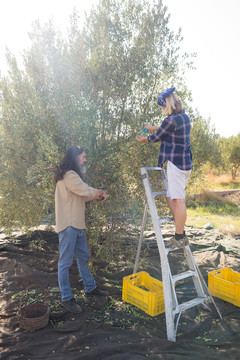 一对夫妇在农场修剪橄榄树