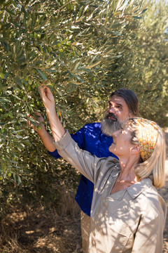夫妇在农场的植物上检查橄榄