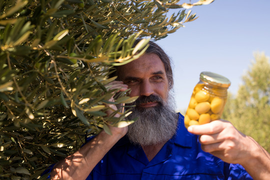 在农场检查腌制橄榄的男性