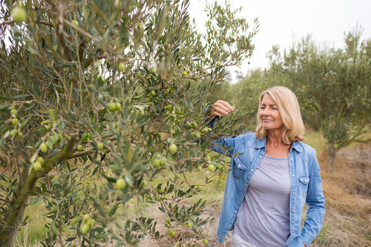 女农夫在农场检查一棵橄榄树