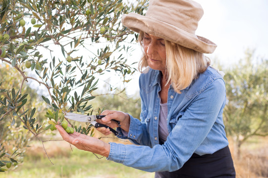在农场修剪橄榄树的女人