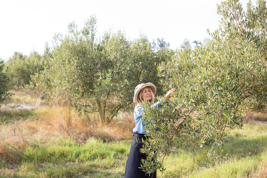 女人从树上采摘橄榄