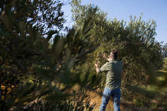 人们从树上采摘橄榄