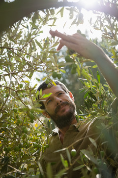 农夫在农场检查一棵橄榄树