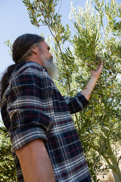 农夫在农场检查一棵橄榄树