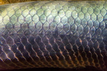巨骨舌鱼