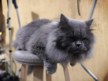 猫宠物