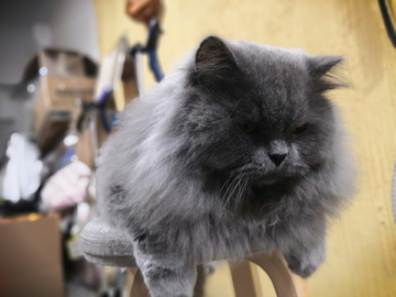 猫宠物