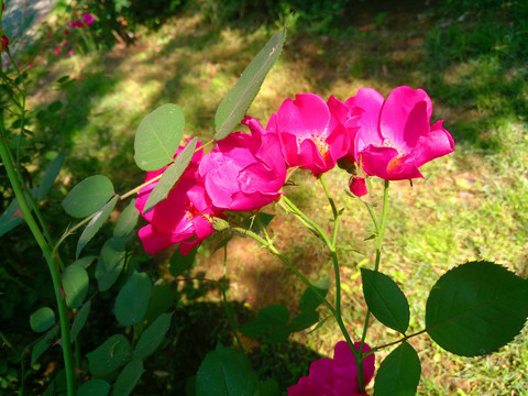 月季花绿化带植物