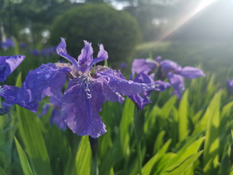 鸢尾花