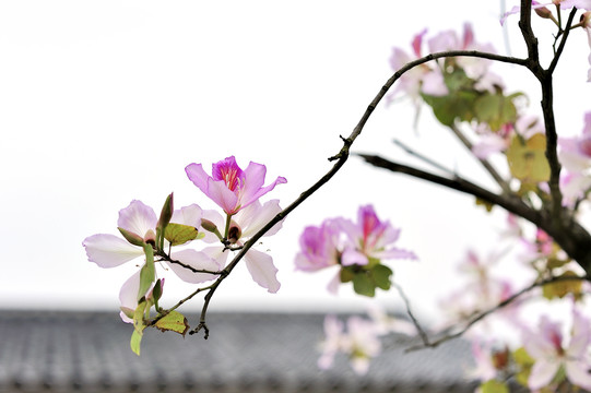 紫荆花