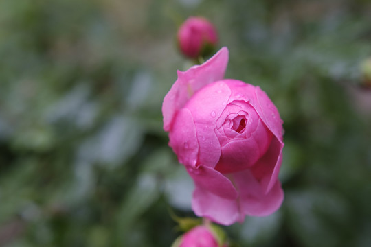 雨中的月季花