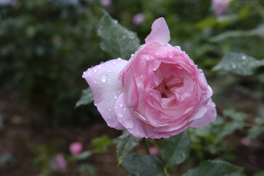 雨中的月季花