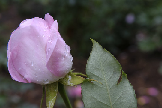 雨中的月季花