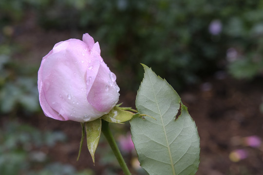 雨中的月季花