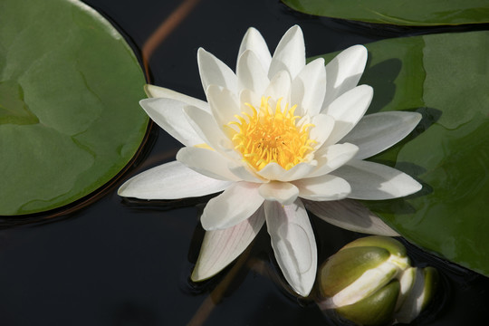 池塘里盛开的白莲花