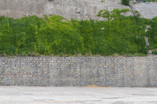 石墙爬山虎