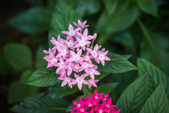 繁星花