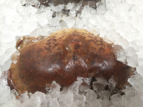 冰冻海蟹