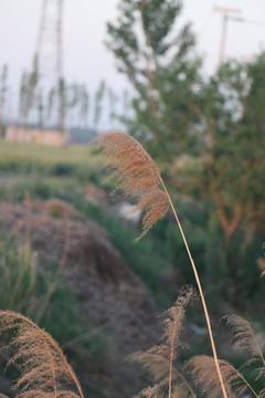 一杆芦苇