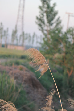 一枝干枯的芦苇