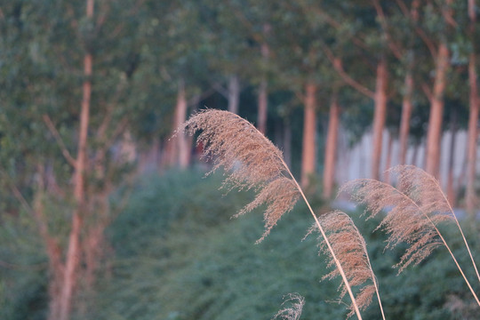 枯萎的芦苇