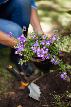 老年妇女在土壤中种植紫花