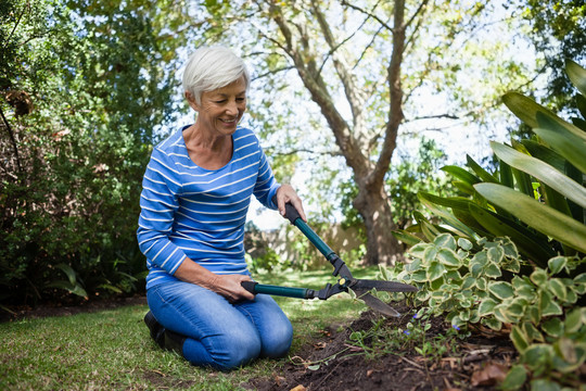 老妇人跪着用树篱修剪机修剪植物