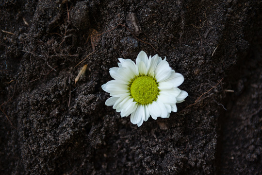 土壤上白雏菊的特写