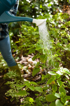 给院子里的植物浇水的女人