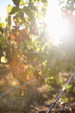 葡萄园里的成熟葡萄