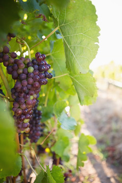 葡萄园里的成熟葡萄