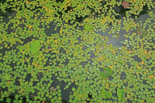 水生植物