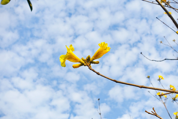 蓝天风铃花