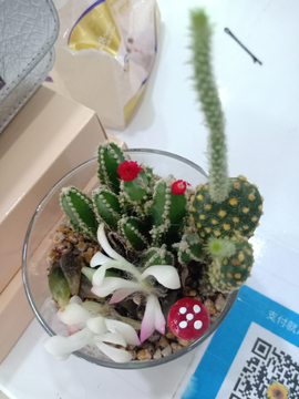 仙人球