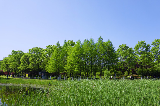 水景园林