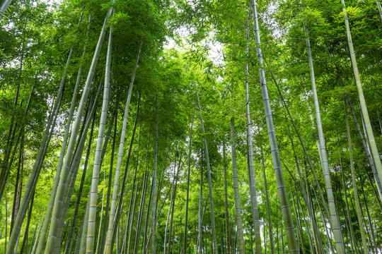 竹林风景