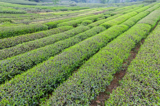 茶树