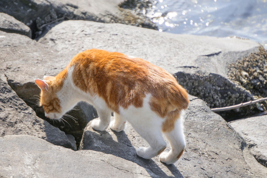 海边的野猫