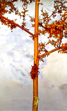 椿树昆虫